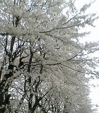 桜 (8)